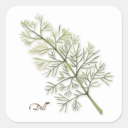 Dill Herb Square Sticker