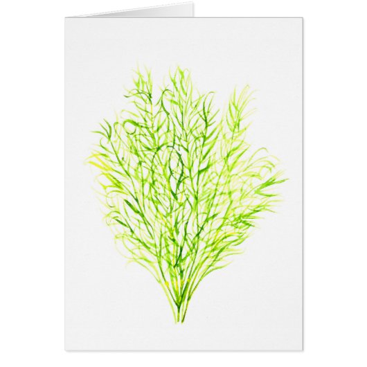Dill herbs Dill watercolour Cards (Front)