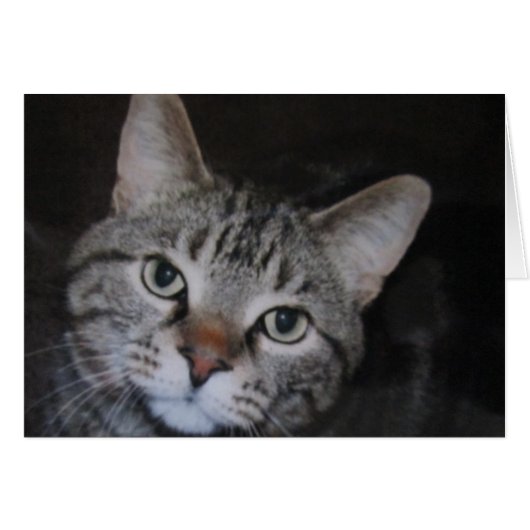 Dillan The Cat (Front Horizontal)