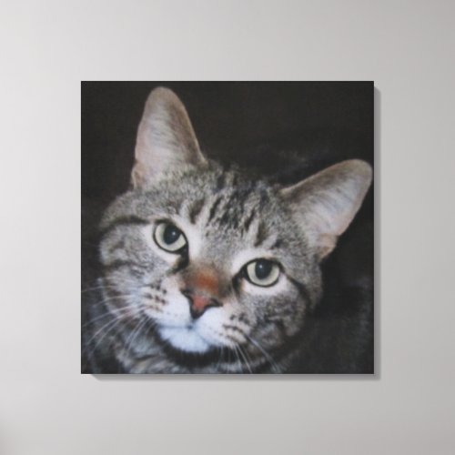 Dillan The Cat Canvas Print