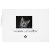 Dillan The Cat Cards (Back Horizontal)