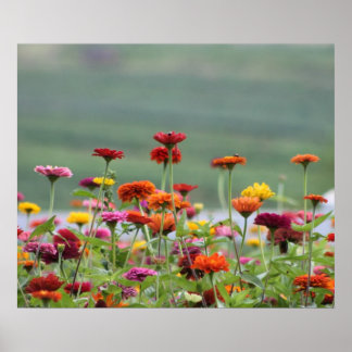 Dillard Fields Poster