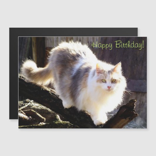 Dilute Calico Maine Coon Cat Birthday (Front/Back)