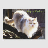 Dilute Calico Maine Coon Cat Birthday (Front)