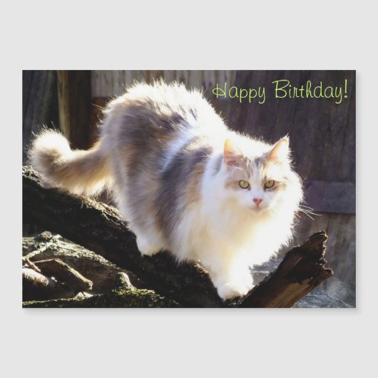 Dilute Calico Maine Coon Cat Birthday (Front)