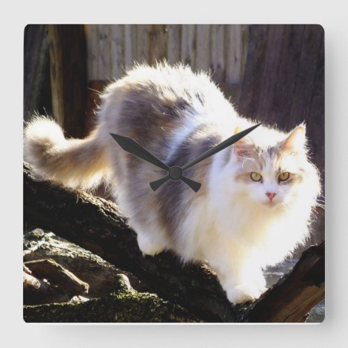 Dilute Calico Maine Coon Cat Clock