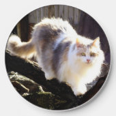 Dilute Calico Maine Coon Cat Clock Wireless Charger (Front)