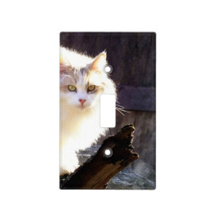 Dilute Calico Maine Coon Cat Light Switch Cover