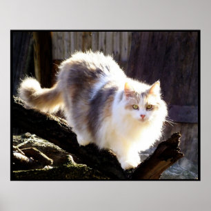 Dilute Calico Maine Coon Cat Poster