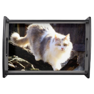 Dilute Calico Maine Coon Cat Serving Tray -Blk