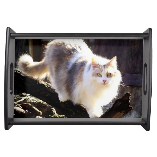 Dilute Calico Maine Coon Cat Serving Tray -Blk (Front)