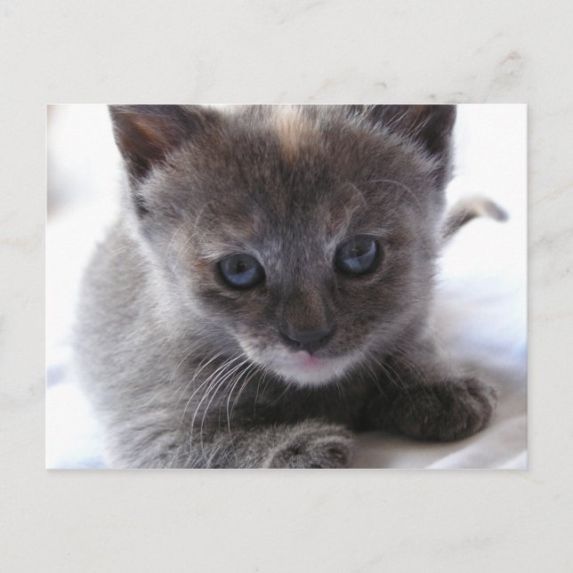 Dilute Tortoiseshell Kitten Postcard (Front)