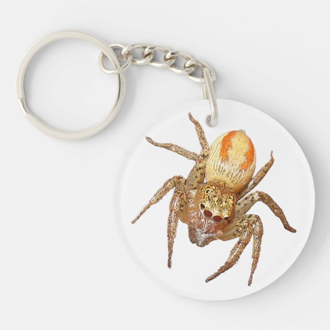 Dimorphic Jumping Spider (Maevia inclemens) Keychain (Front)