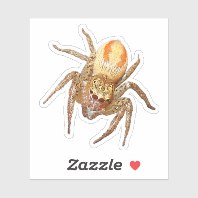 Dimorphic Jumping Spider (Maevia inclemens) Sticker (Sheet)