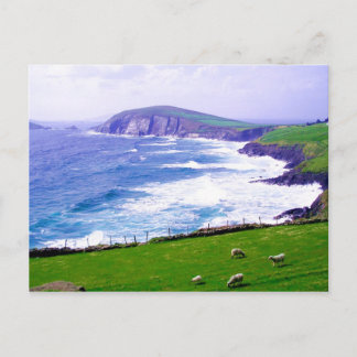 Dingle Ireland Postcard
