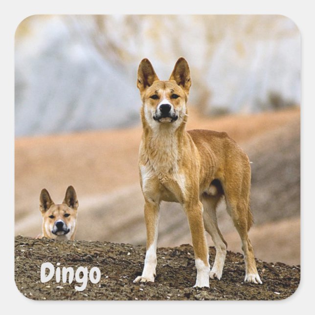 Dingo background square sticker (Front)