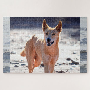 Dingo Dog Adult Jigsaw Puzzle