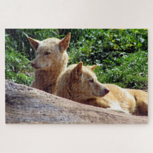 dingo jigsaw puzzle