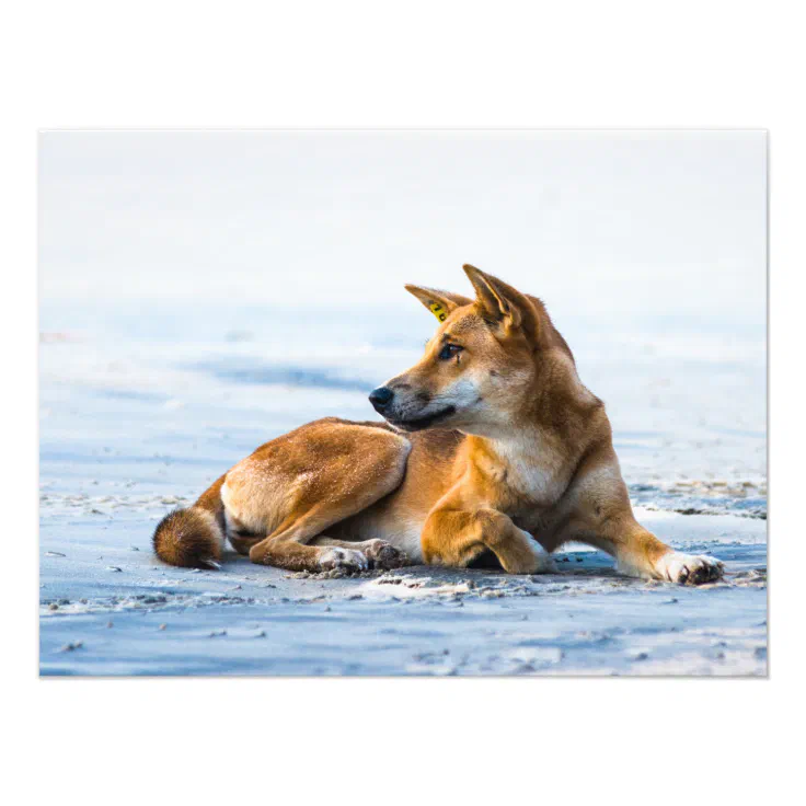 what do dingoes eat on fraser island