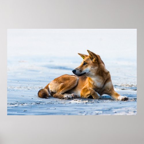 Dingo mouth on the beach Fraser Island Australia Poster