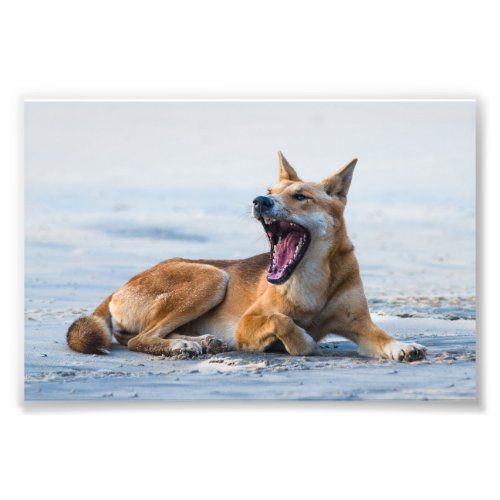 Dingo mouth open wide Fraser Island Australia Photo Print