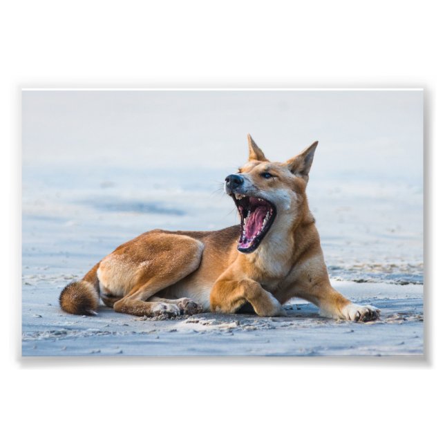 Dingo mouth open wide, Fraser Island Australia Photo Print (Front)