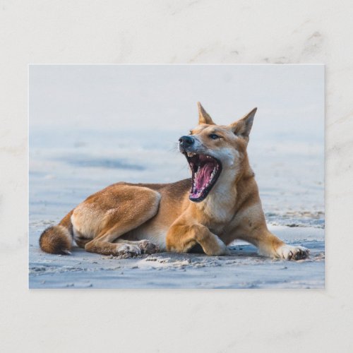 Dingo mouth open wide Fraser Island Australia Postcard