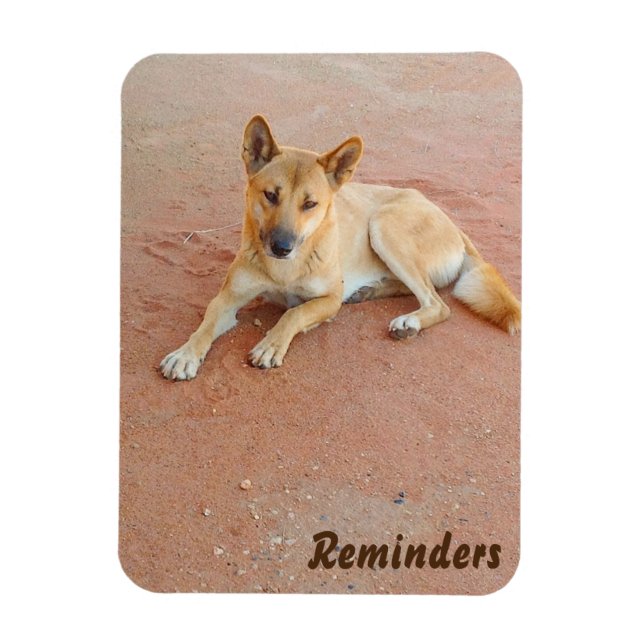 Dingo photo magnet (Vertical)