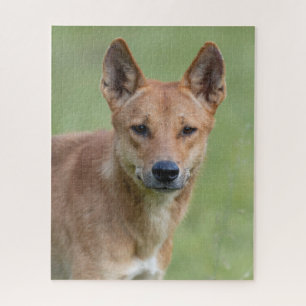 Dingo Portrait Puzzle – Australian Wildlife Art Ga