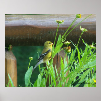Dining Goldfinch Poster