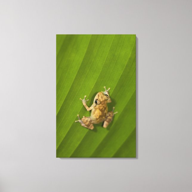 Dink frog (Eleutherodactylus diastema) on a leaf Canvas Print (Front)