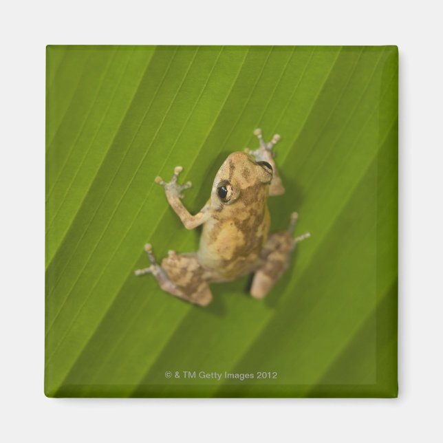 Dink frog (Eleutherodactylus diastema) on a leaf Magnet (Front)
