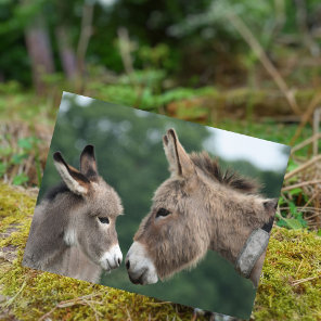 Dinky donkey postcard