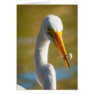 Dinner for White Ibis Cards