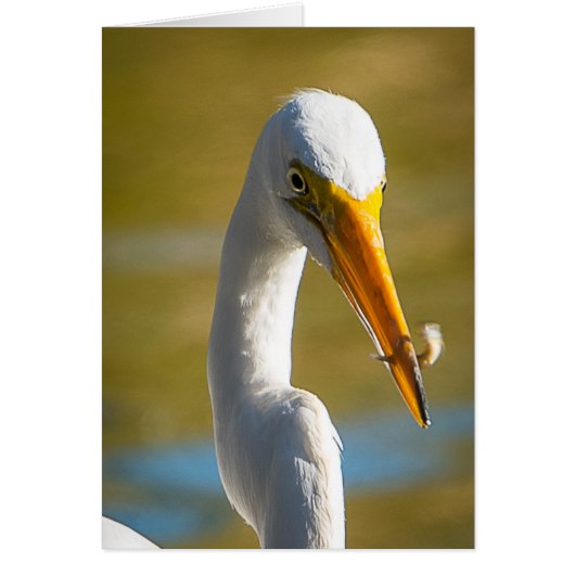 Dinner for White Ibis Cards (Front)