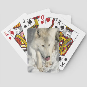 Dinner Time Poker Cards