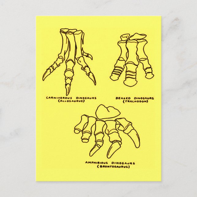 Dinosaur Foot Bones Postcard (Front)