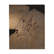 Dinosaur fossil