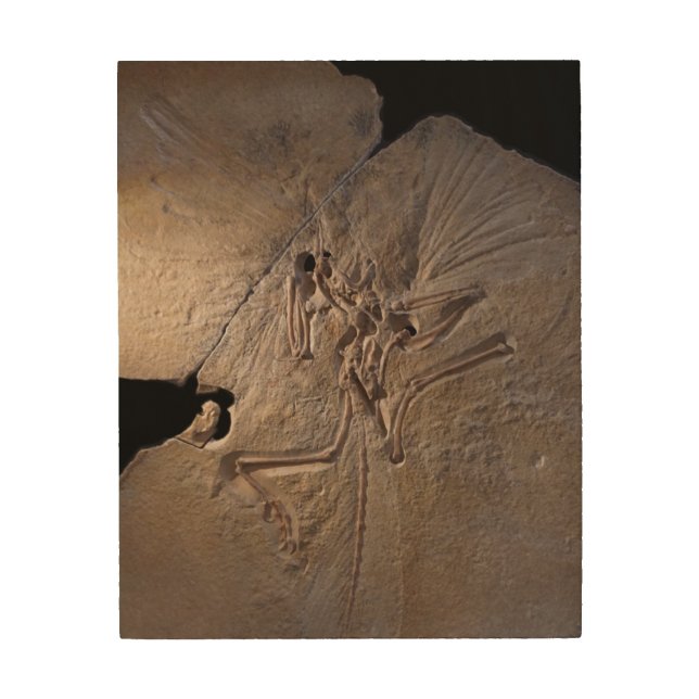 Dinosaur fossil wood wall art (Front)