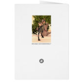 Dinosaur Gigantoraptor Cards (Back)