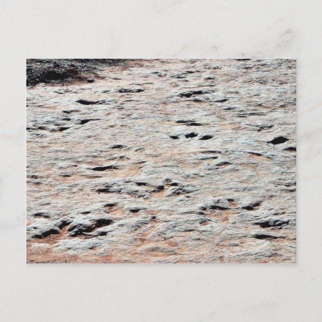 Dinosaur Tracks Postcard (Front)