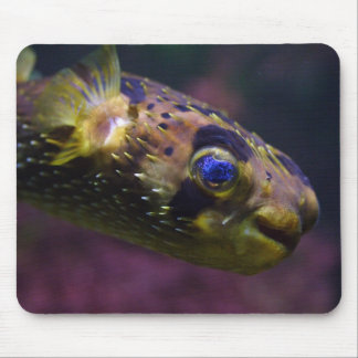 Diodon holocanthus mouse pad