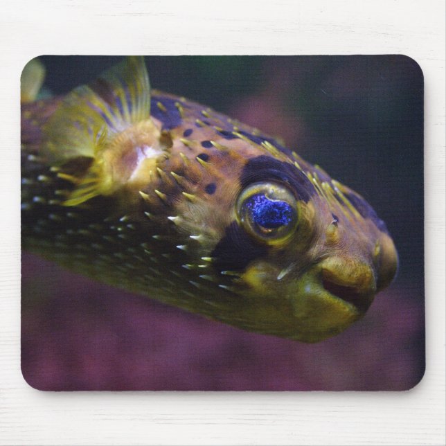 Diodon holocanthus mouse pad (Front)