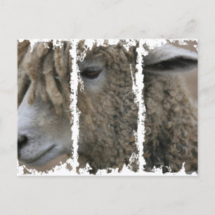 Dirty 3Tall Boxes Postcard