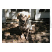 Dirty Dog (Front Horizontal)