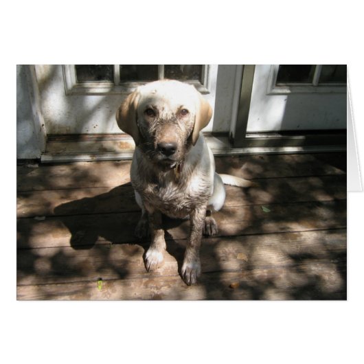 Dirty Dog (Front Horizontal)