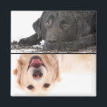 Dirty Dog Clean Dog Dishwasher Magnet<br><div class="desc">You can use these dogs or put your own clean and dirty dog picks. Put this magnet on your dishwasher to let everyone know when it is clean or dirty.</div>