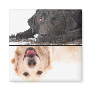 Dirty Dog Clean Dog Dishwasher Magnet