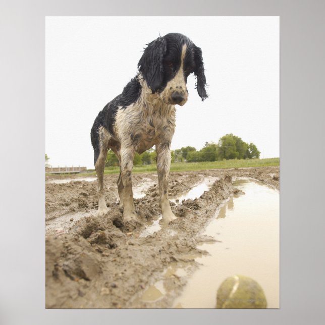 Dirty dog looking at tennis ball in mud poster (Front)