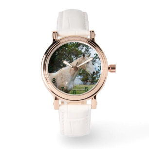 Dirty Fun: Muddy Big White Horse, Watch